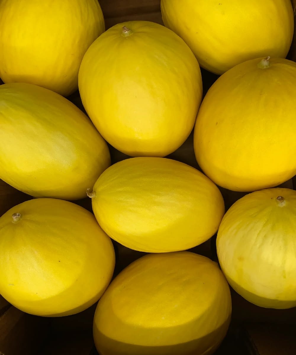 Honeydew Yellow Melon SS FOOD SERVICE