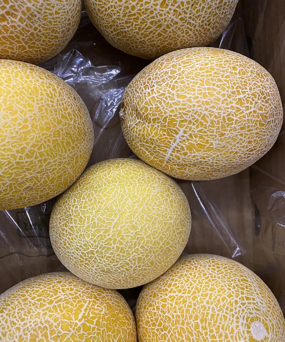 Galia Melon SS FOOD SERVICE
